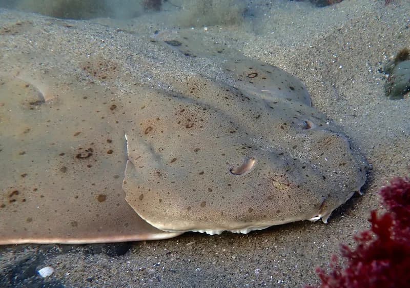 Angelshark (Squatina squatina)
