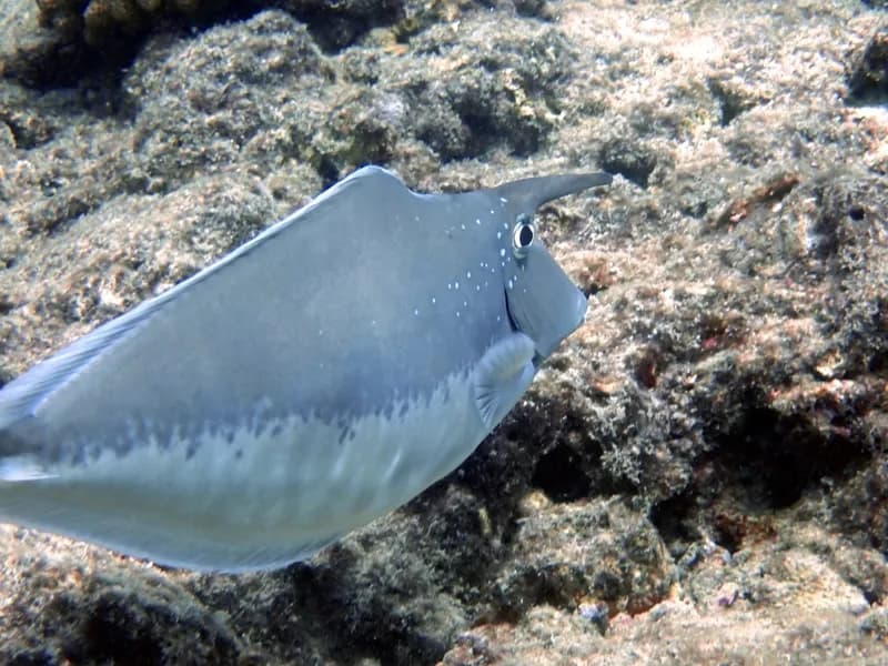 Humpback Unicornfish (Naso brachycentron)