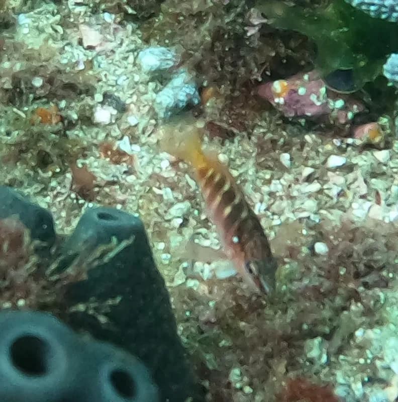 Halfbanded Seaperch (Hypoplectrodes maccullochi)