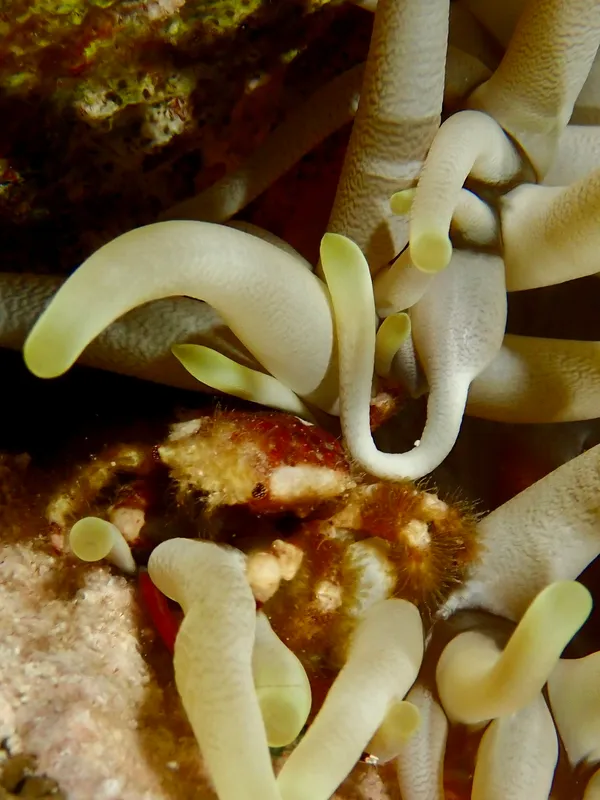 Mithraculus cinctimanus