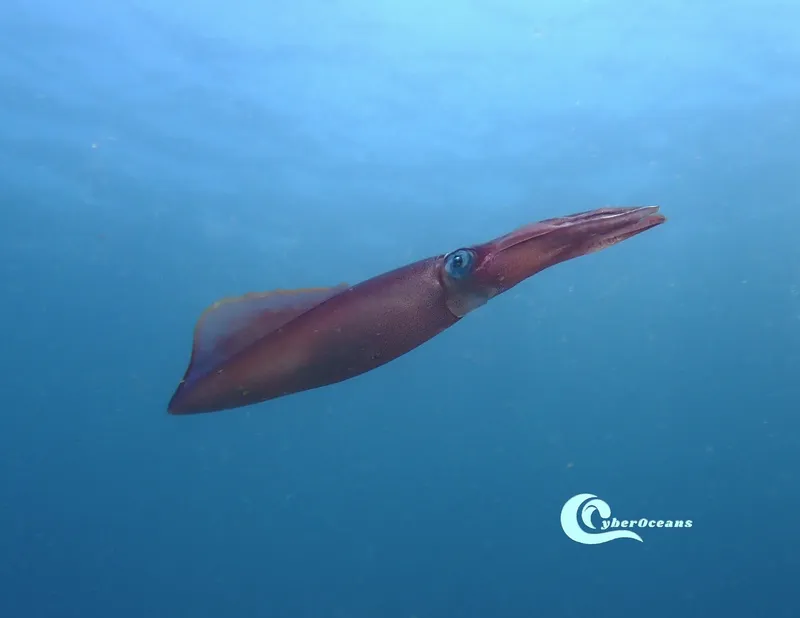 Cape Hope Squid (Loligo vulgaris)