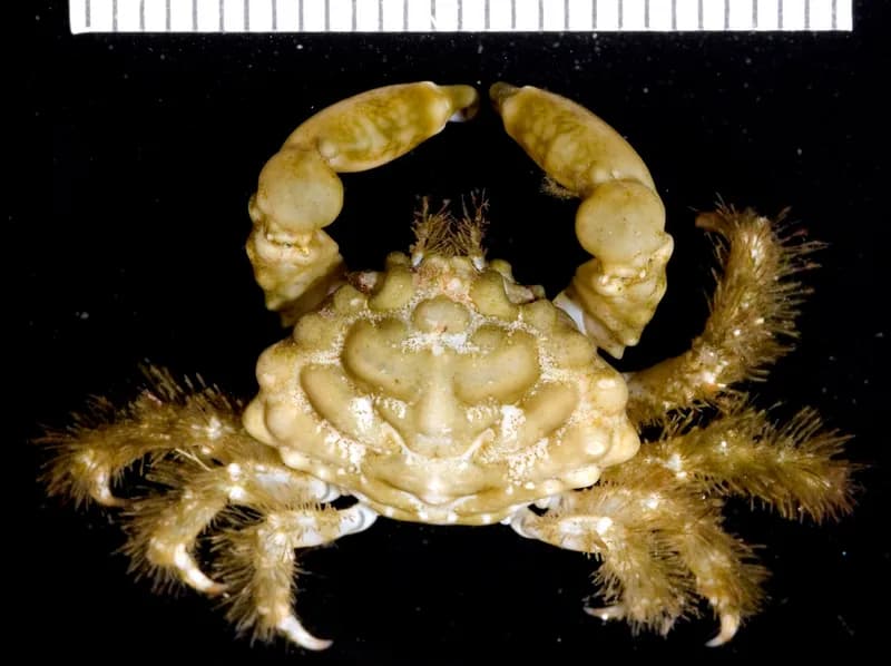 Mithraculus coryphe