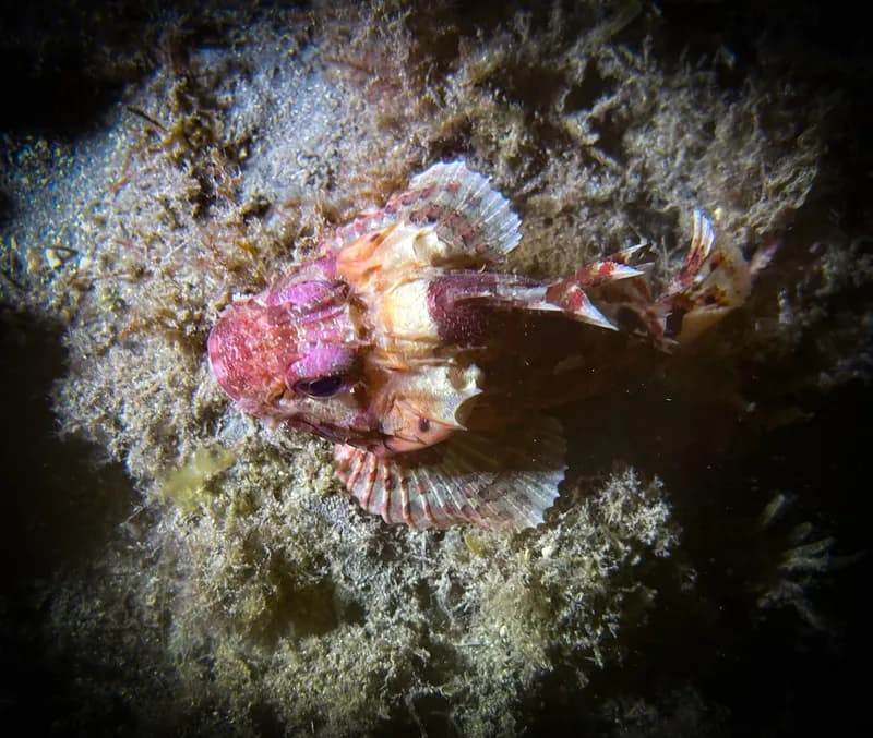 Scorpaena notata