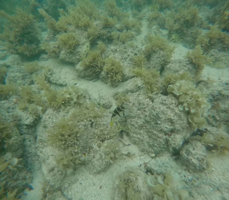 Valentinni's Sharpnose Puffer (Canthigaster valentini)