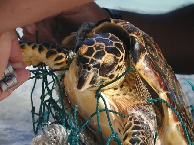Sea Turtle (Eretmochelys imbricata)