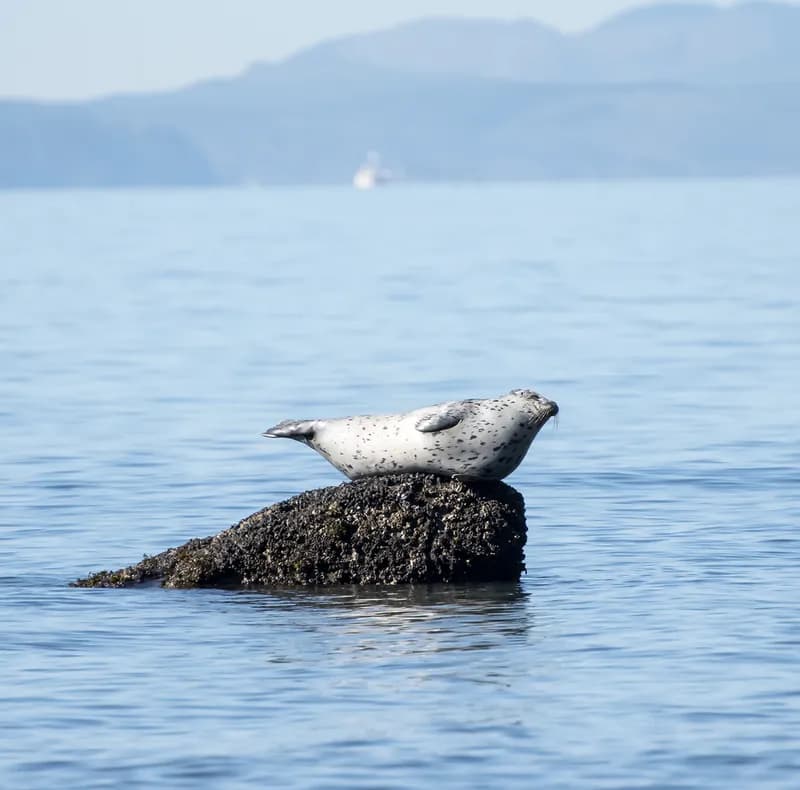 Common Seal (Phoca vitulina)