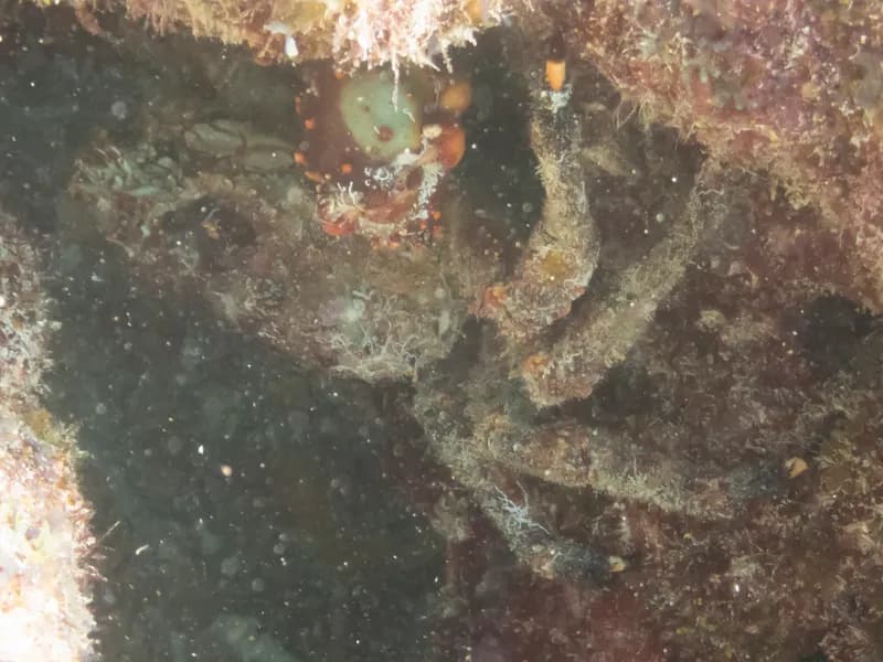 Maguimithrax spinosissimus