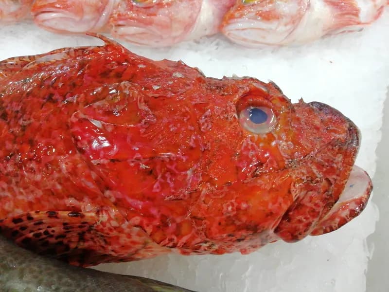 Largescaled Scorpionfish (Scorpaena scrofa)