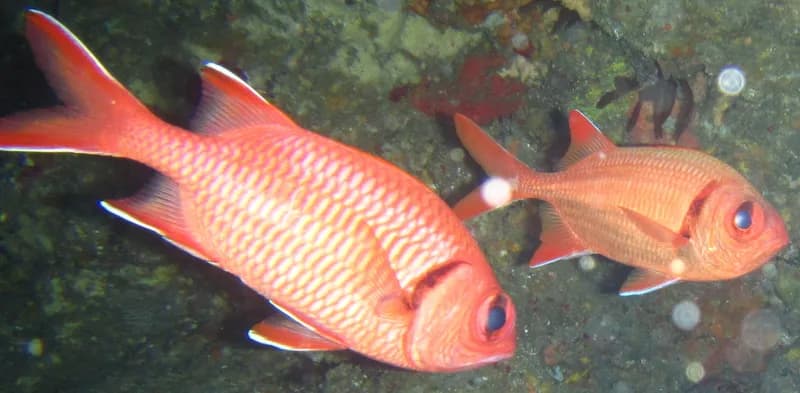 Myripristis berndti