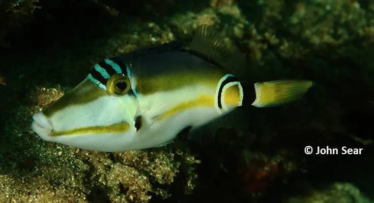 Picasso (Rhinecanthus lunula)