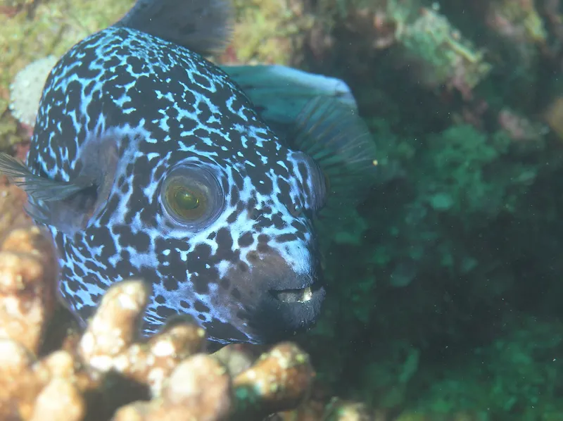 Blackspotted Puffer (Arothron nigropunctatus)