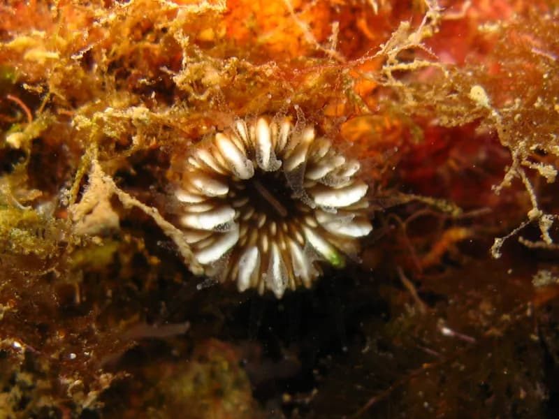 Paracyathus pulchellus
