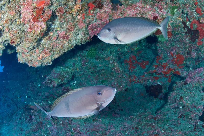Unicornfish (Naso caesius)