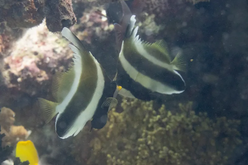 Horned Bannerfish (Heniochus chrysostomus)
