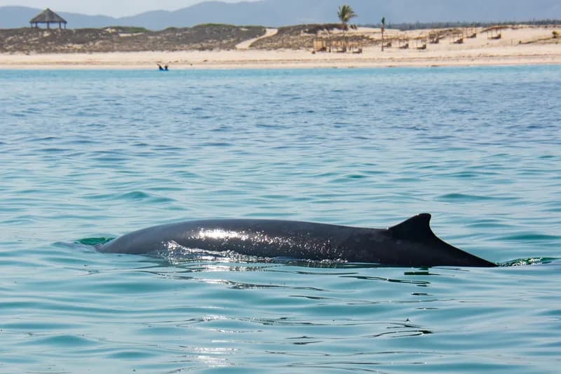 Mesoplodon peruvianus