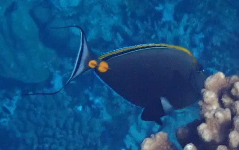 Unicornfish (Naso elegans)