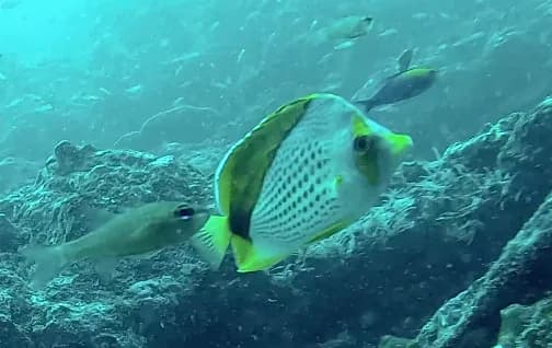 Marquesan Butterflyfish (Chaetodon declivis)