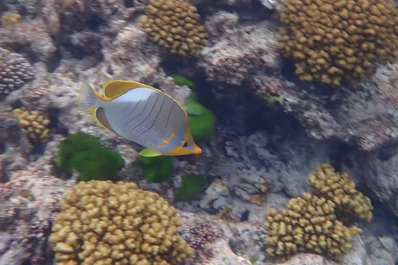 Yellowhead Butterflyfish (Chaetodon xanthocephalus)