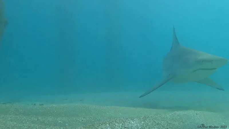 Blacktip Shark (Carcharhinus limbatus)