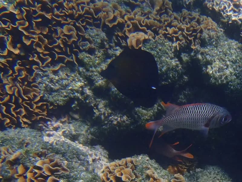 Twotone Tang (Zebrasoma scopas)