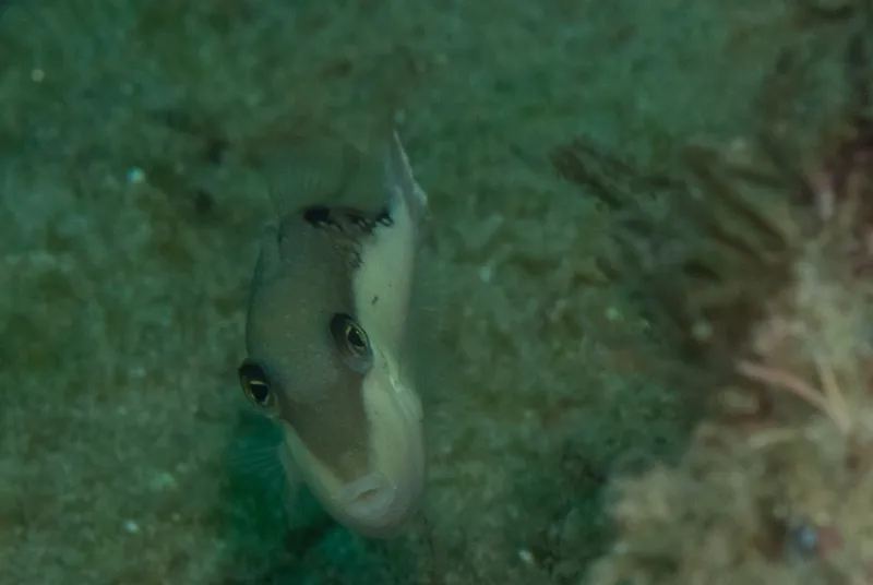 Black Triggerfish (Sufflamen chrysopterum)