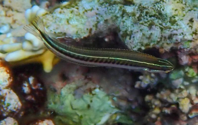 Piano Fangblenny (Plagiotremus tapeinosoma)