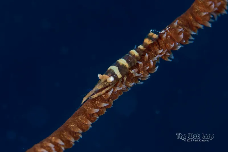 Pseudopontonides principis