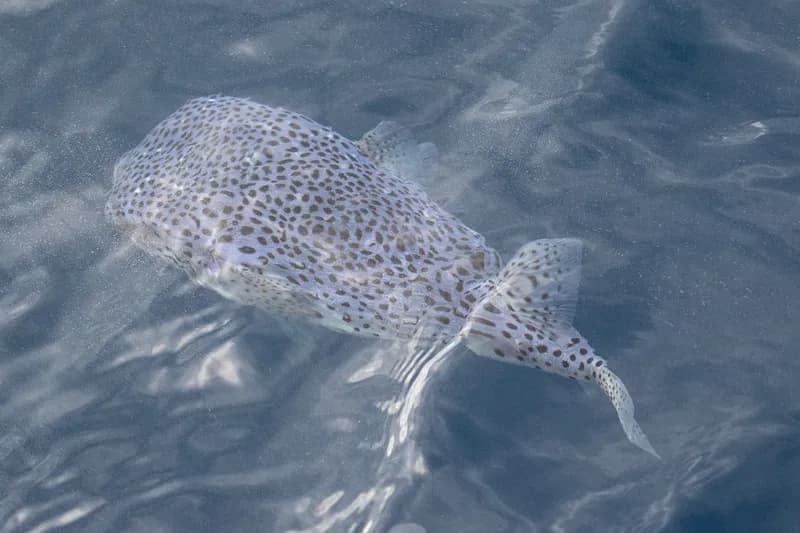 Spotfin Burrfish (Chilomycterus reticulatus)