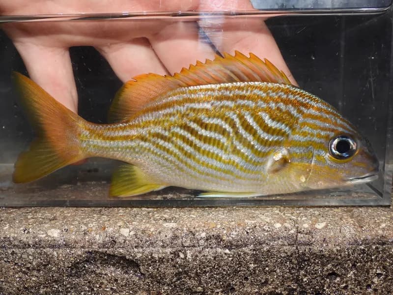 Haemulon flavolineatum