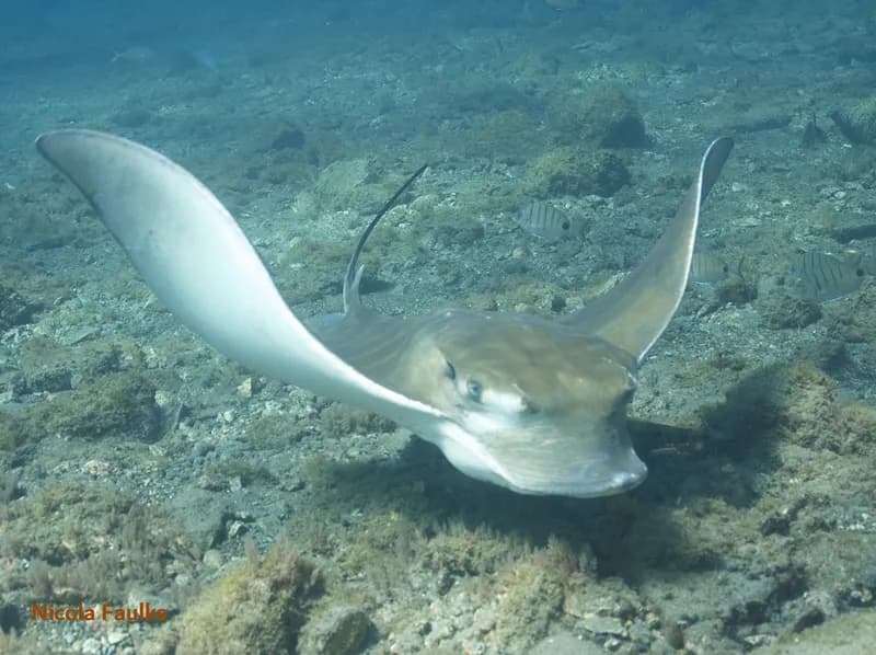 Aetomylaeus bovinus