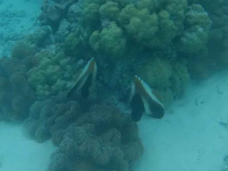 Indian Ocean Bannerfish (Heniochus pleurotaenia)