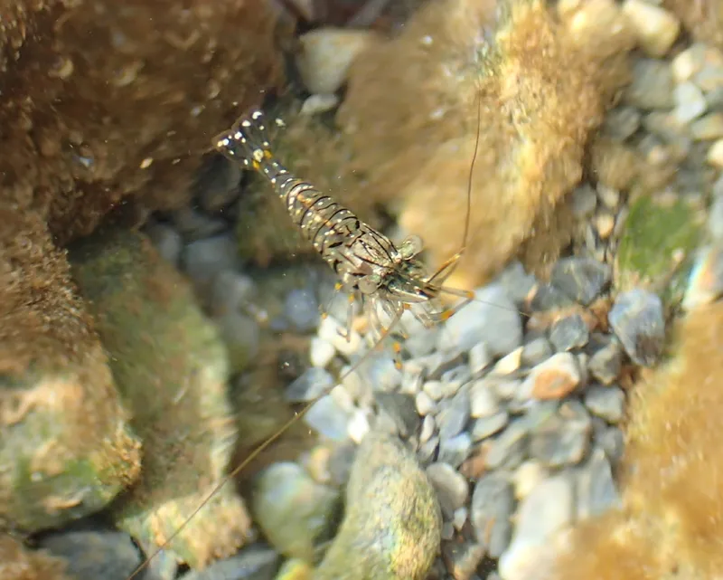 Palaemon elegans