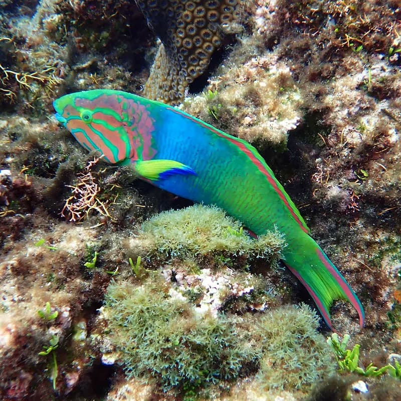 Blue-Fin Wrasse (Thalassoma lutescens)