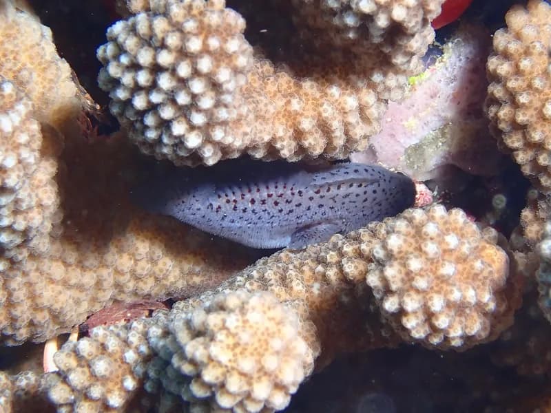 Caracanthus maculatus
