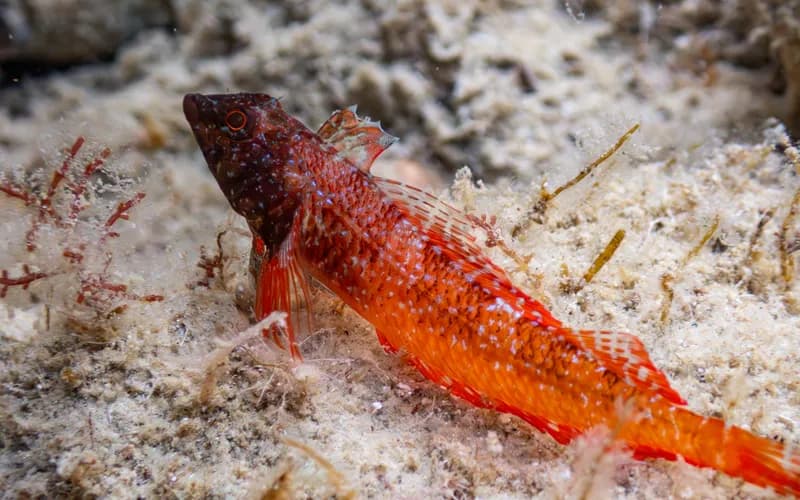 Tripterygion tripteronotum