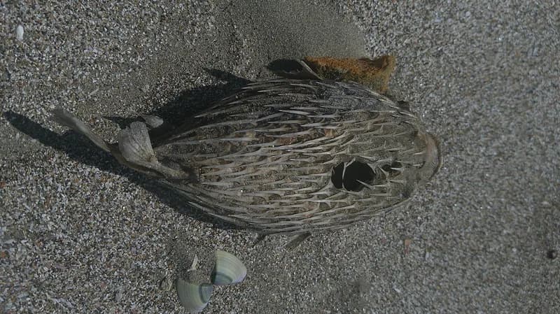 Porcupinefish (Diodon hystrix)