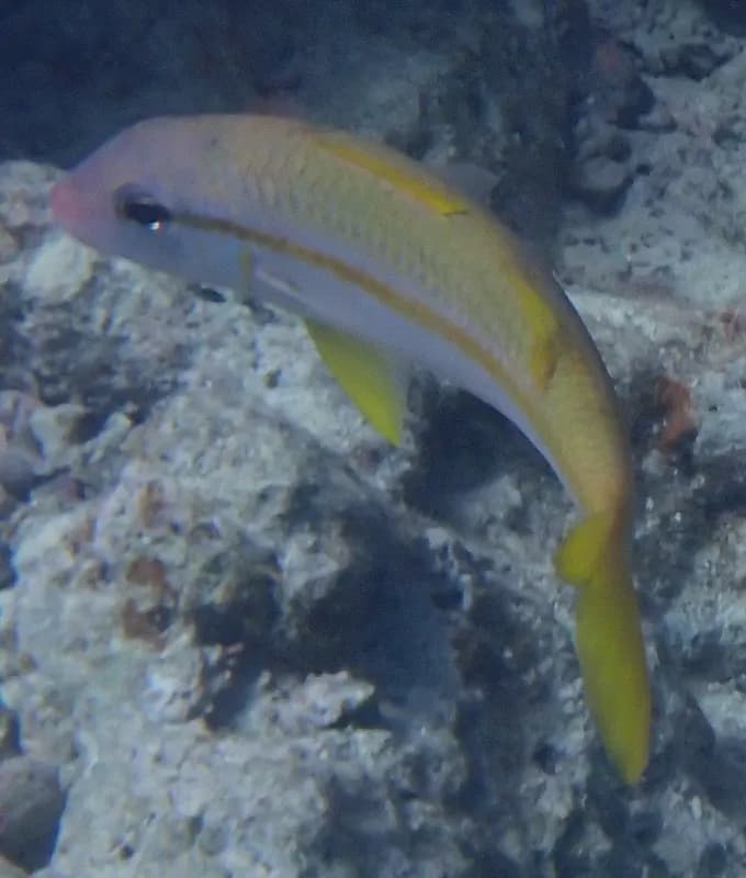 Mulloidichthys vanicolensis