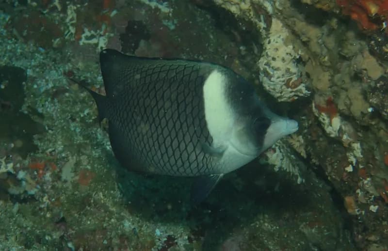 Oman Butterflyfish (Chaetodon dialeucos)