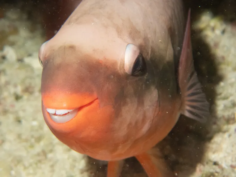 Big Belly Parrotfish (Scarus forsteni)