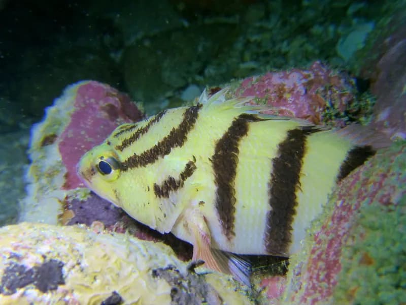Blackbanded Seaperch (Hypoplectrodes annulatus)