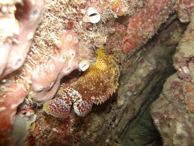 Scorpaenodes caribbaeus