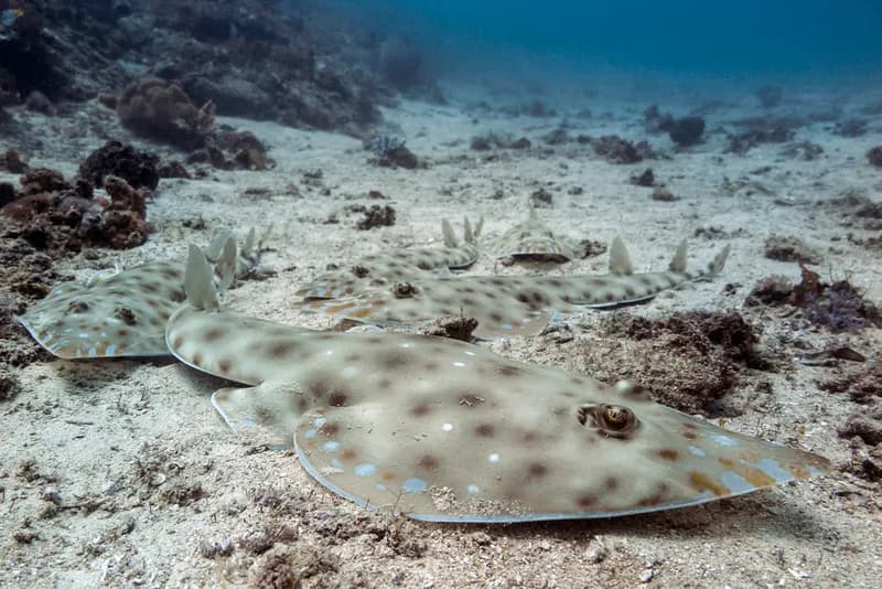 Acroteriobatus zanzibarensis