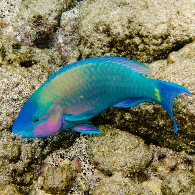 Common Parrotfish (Scarus psittacus)