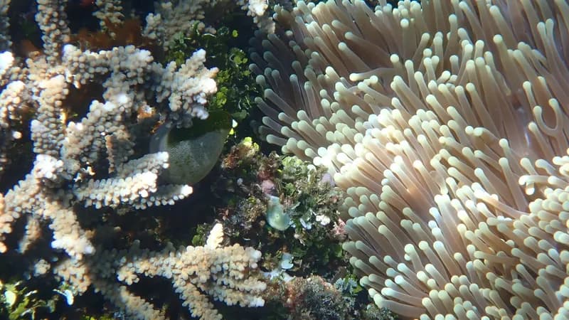Magnificent Giant Anemone (Radianthus magnifica)