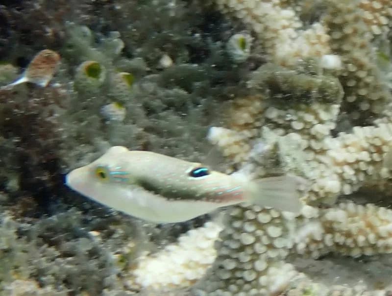 Bennett's Sharpnose Puffer (Canthigaster bennetti)