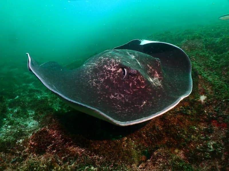 Black-Blotched Stingray (Taeniurops meyeni)