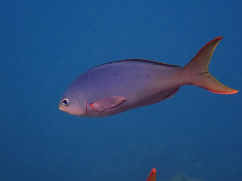 Marine Goldfish (Anthias anthias)