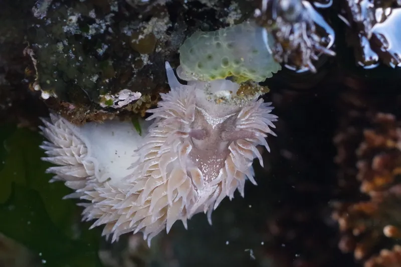 Common Grey Sea Slug (Aeolidia papillosa)