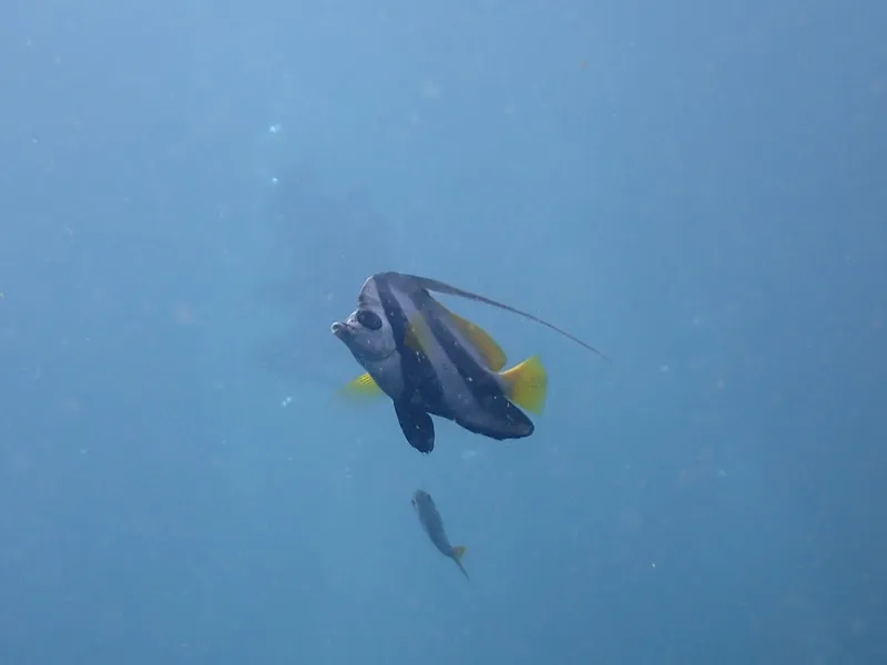 Pennantfish (Heniochus diphreutes)