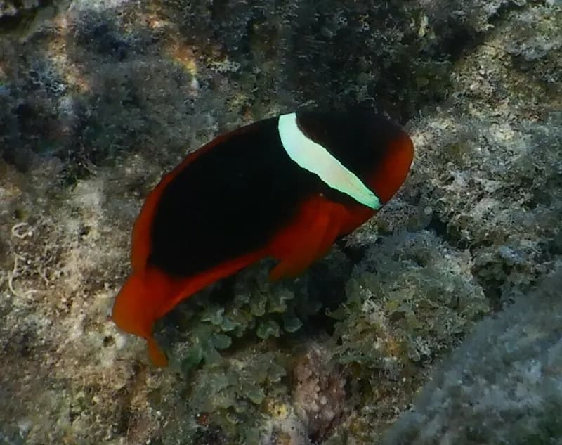 Clownfish (Amphiprion rubrocinctus)